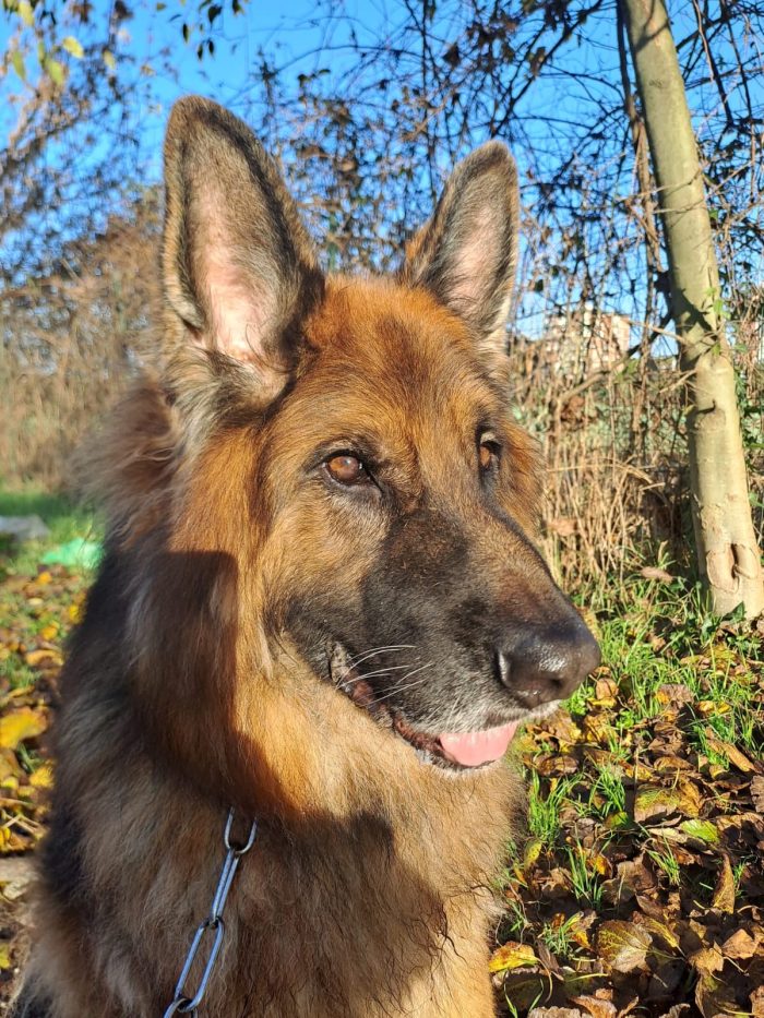 Maxx, bellissimo Pastore Tedesco adulto (a Milano) - media 6