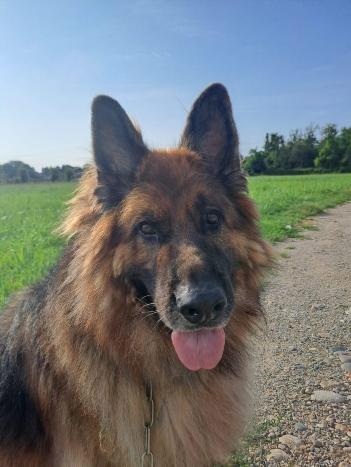 Maxx, bellissimo Pastore Tedesco adulto (a Milano) - media 8