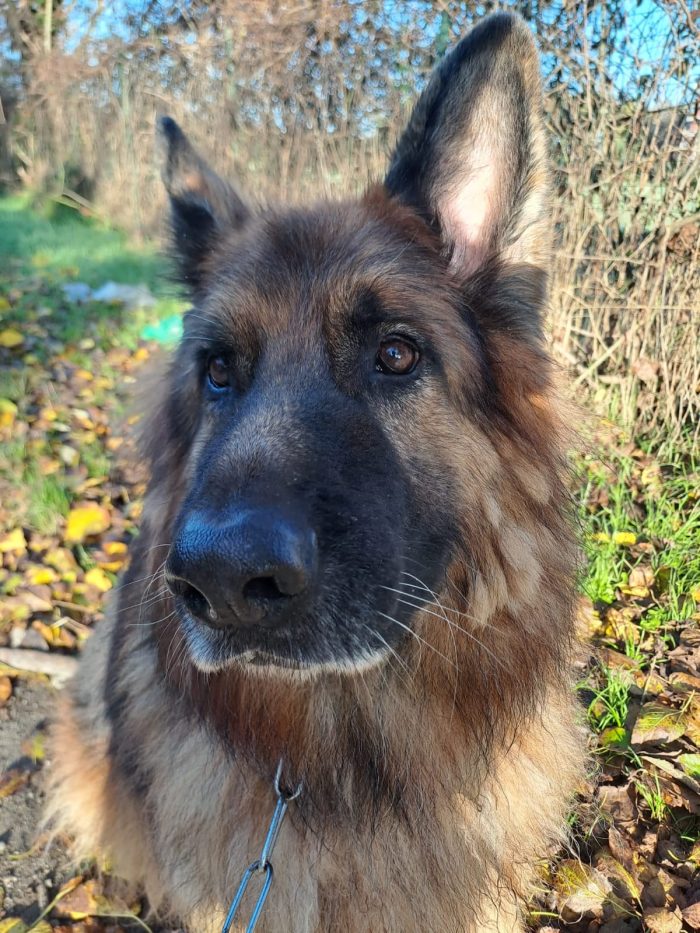 Maxx, bellissimo Pastore Tedesco adulto (a Milano) - media 7