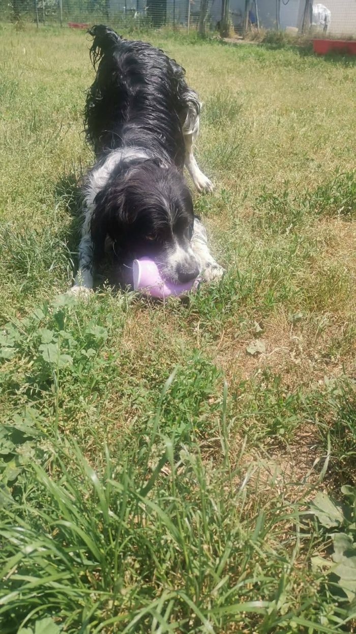 Jack Springer spaniel fantastico 👍😻👍
