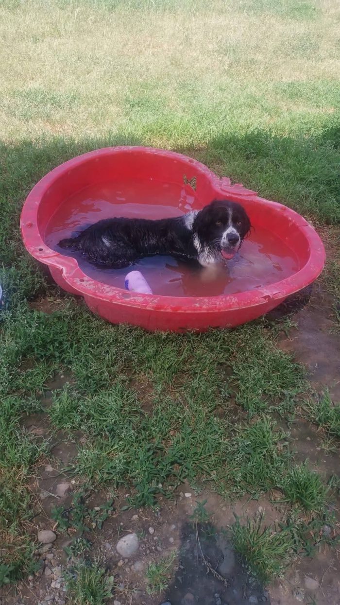 Jack Springer spaniel fantastico 👍😻👍