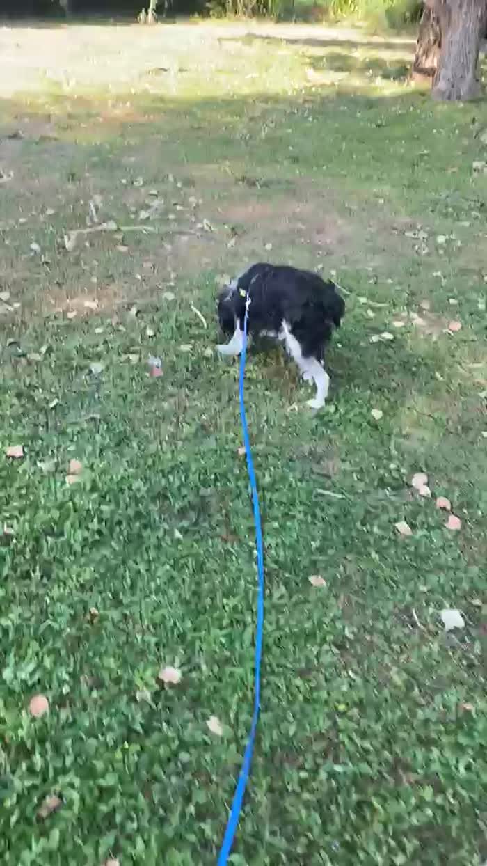 Jack Springer spaniel fantastico 👍😻👍