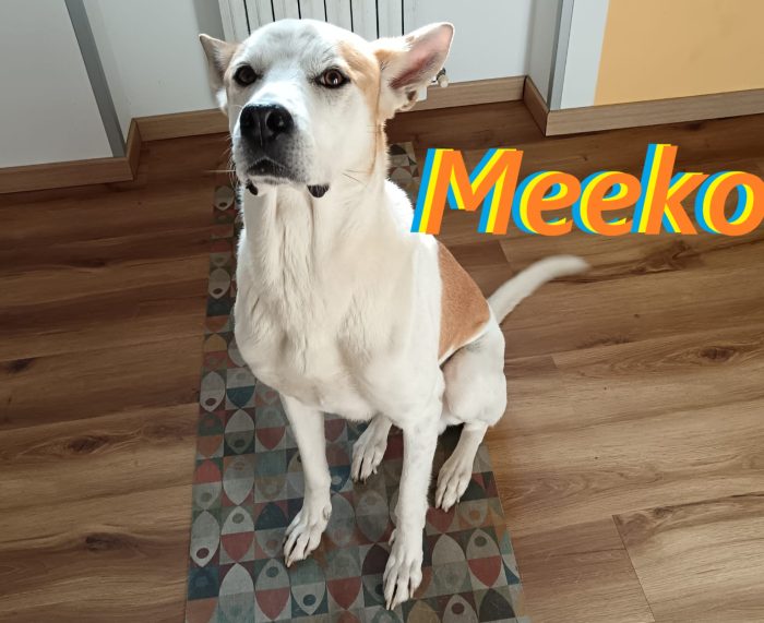 Meeko, dal divano al canile