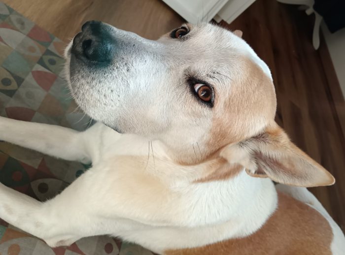 Meeko, dal divano al canile