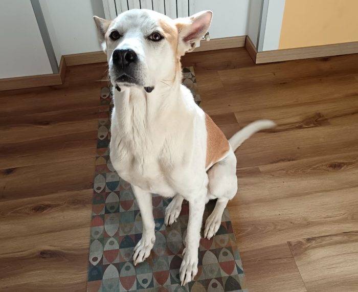 Meeko, dal divano al canile