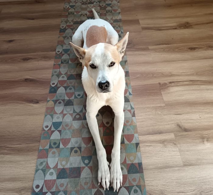 Meeko, dal divano al canile - media 4