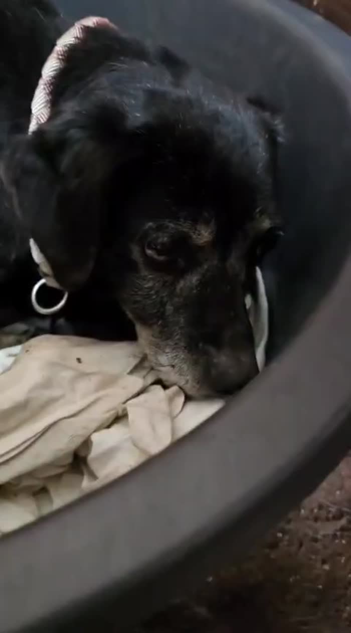 ADOZIONE DI COPPIA Salvati dopo 14 anni tutti vissuti in canile