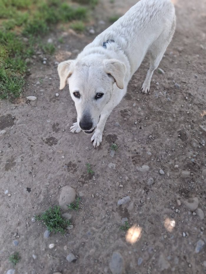Cesare un cane da conoscere