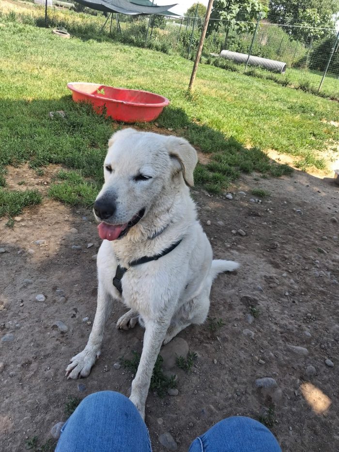 Cesare un cane da conoscere