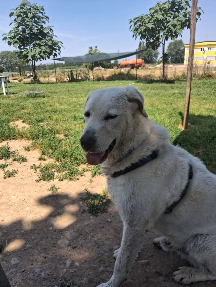 Cesare un cane da conoscere - media 4