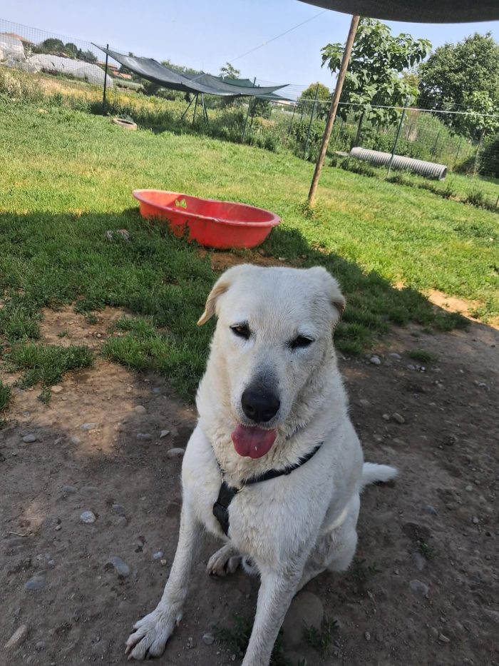 Cesare un cane da conoscere
