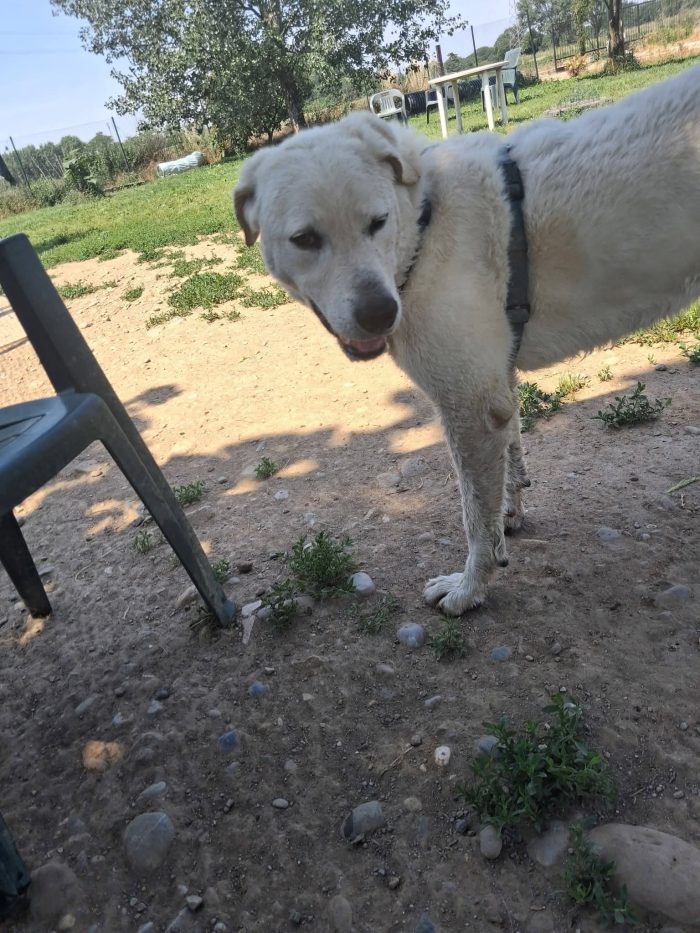 Cesare un cane da conoscere - media 5