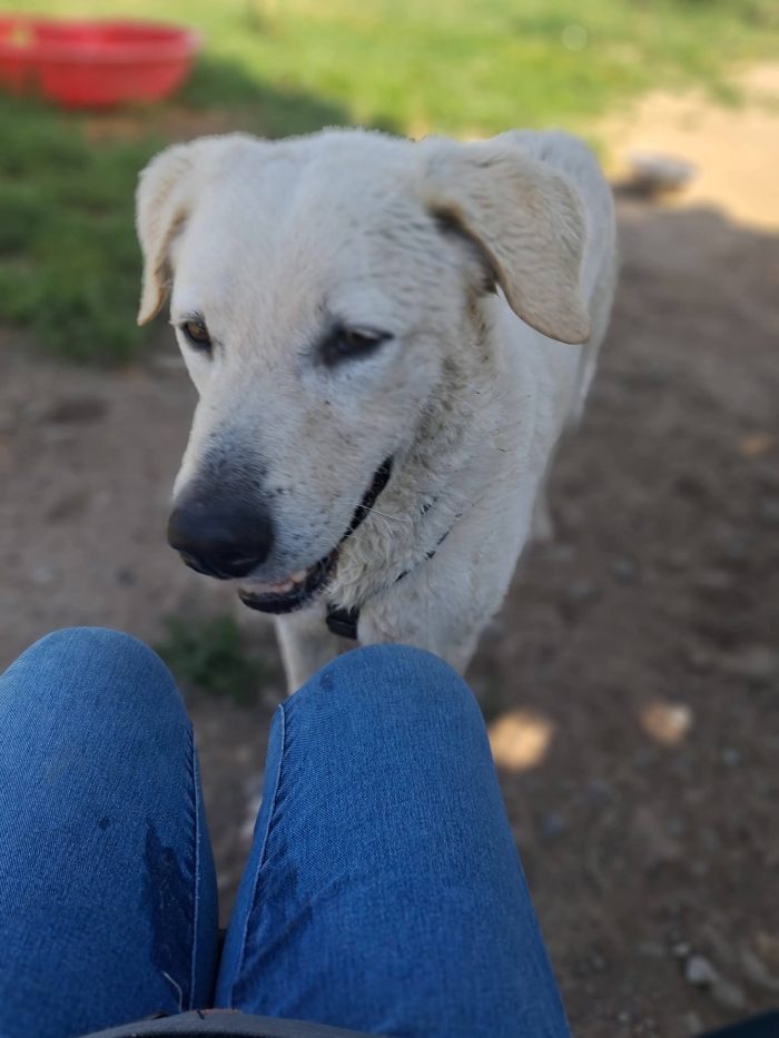 Cesare un cane da conoscere - media 7