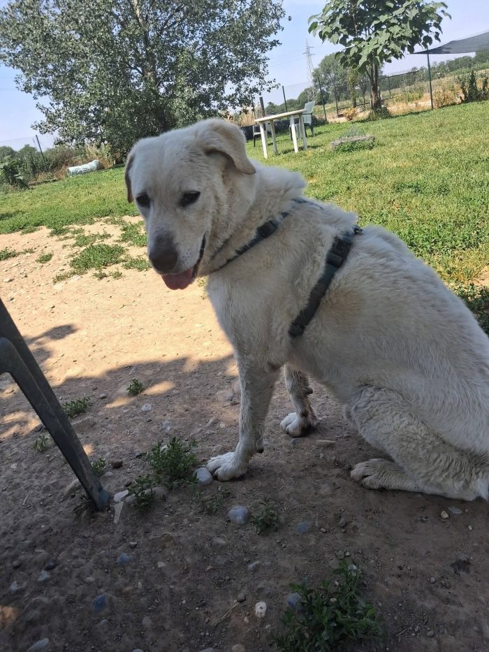 Cesare un cane da conoscere - media 6