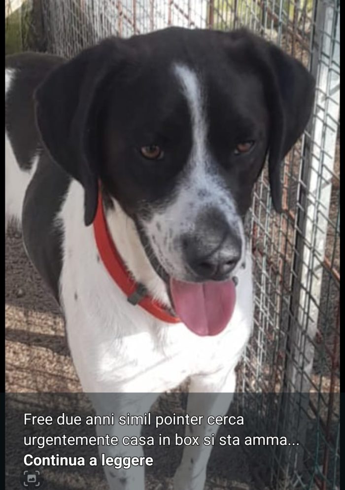 Mix Pointer 4anni salvato 3anni in strada..mai nessuna chiamata.NAPOLI