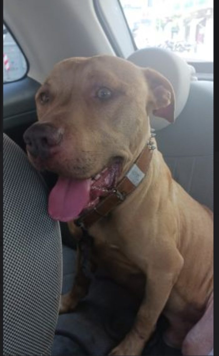 Pitbull Red Nose 4anni e 1/2 buonissimo coi bambini mollato 1anno fa NAPOLI