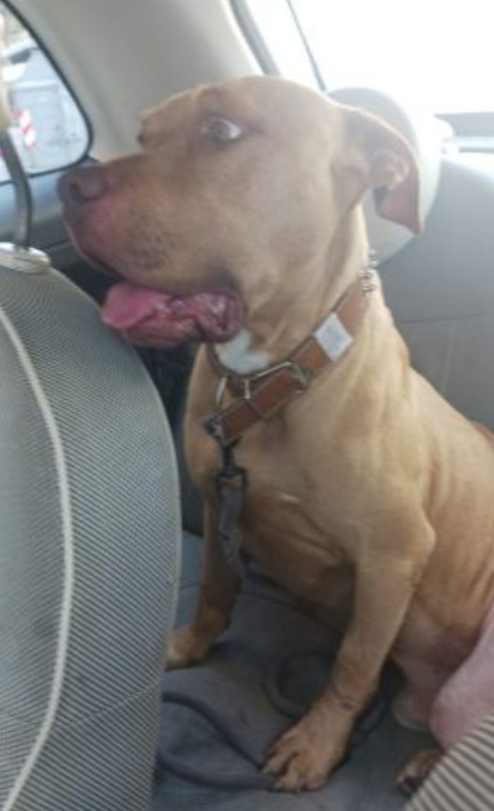 Pitbull Red Nose 4anni e 1/2 buonissimo coi bambini mollato 1anno fa NAPOLI - media 4
