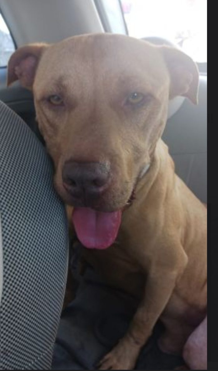 Pitbull Red Nose 4anni e 1/2 buonissimo coi bambini mollato 1anno fa NAPOLI