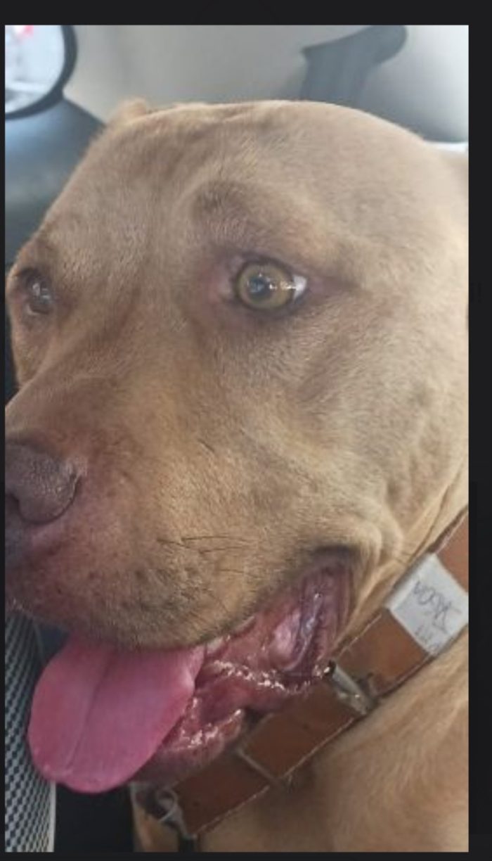 Pitbull Red Nose 4anni e 1/2 buonissimo coi bambini mollato 1anno fa NAPOLI