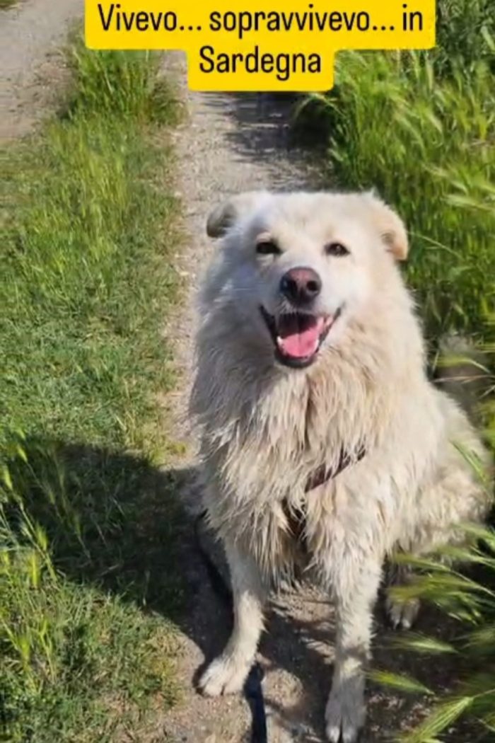 Fiore,5anni ,2a catena,da 3in rifugio SOS CASA CON GIARDINO NOVARA - media 5