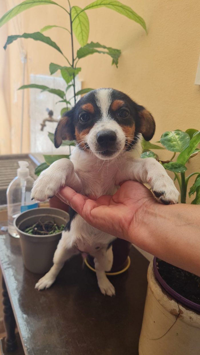 🐾 NEVA: Una piccolissima nuvola di dolcezza cerca casa! 🌸✨