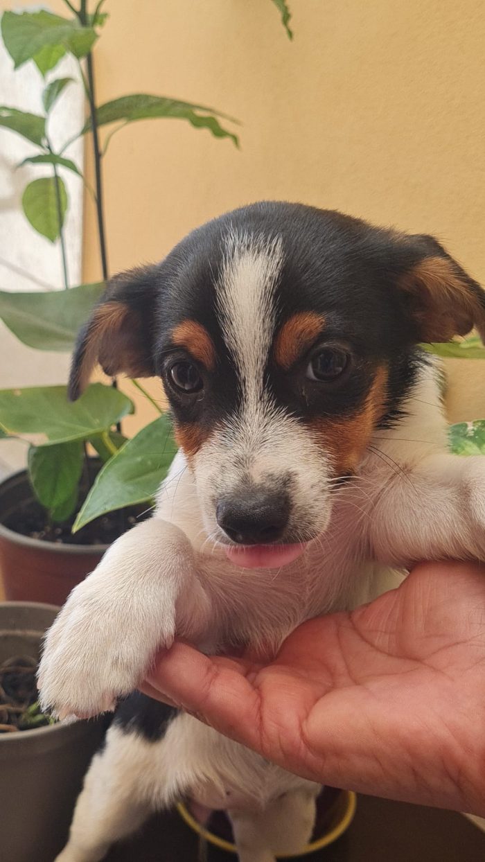 🐾 NEVA: Una piccolissima nuvola di dolcezza cerca casa! 🌸✨