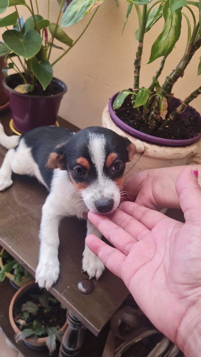 🐾 NEVA: Una piccolissima nuvola di dolcezza cerca casa! 🌸✨ - media 4