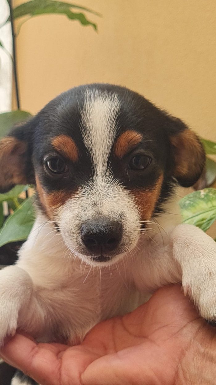 🐾 NEVA: Una piccolissima nuvola di dolcezza cerca casa! 🌸✨
