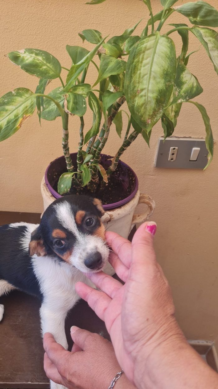 🐾 NEVA: Una piccolissima nuvola di dolcezza cerca casa! 🌸✨ - media 6