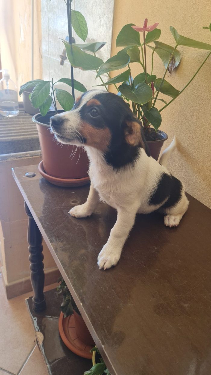 🐾 NEVA: Una piccolissima nuvola di dolcezza cerca casa! 🌸✨ - media 7