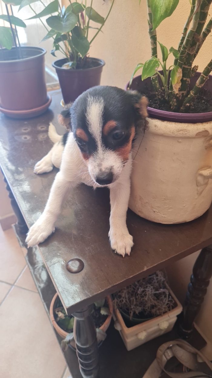🐾 NEVA: Una piccolissima nuvola di dolcezza cerca casa! 🌸✨ - media 5