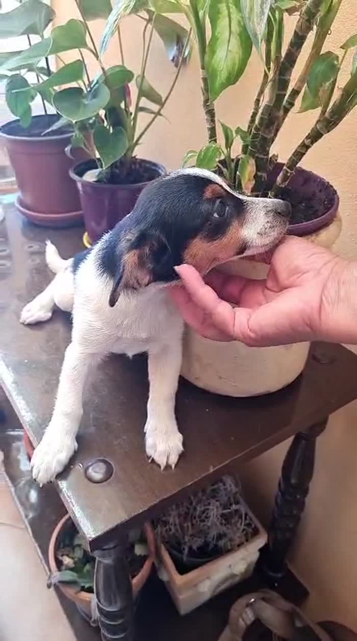🐾 NEVA: Una piccolissima nuvola di dolcezza cerca casa! 🌸✨ - media 8