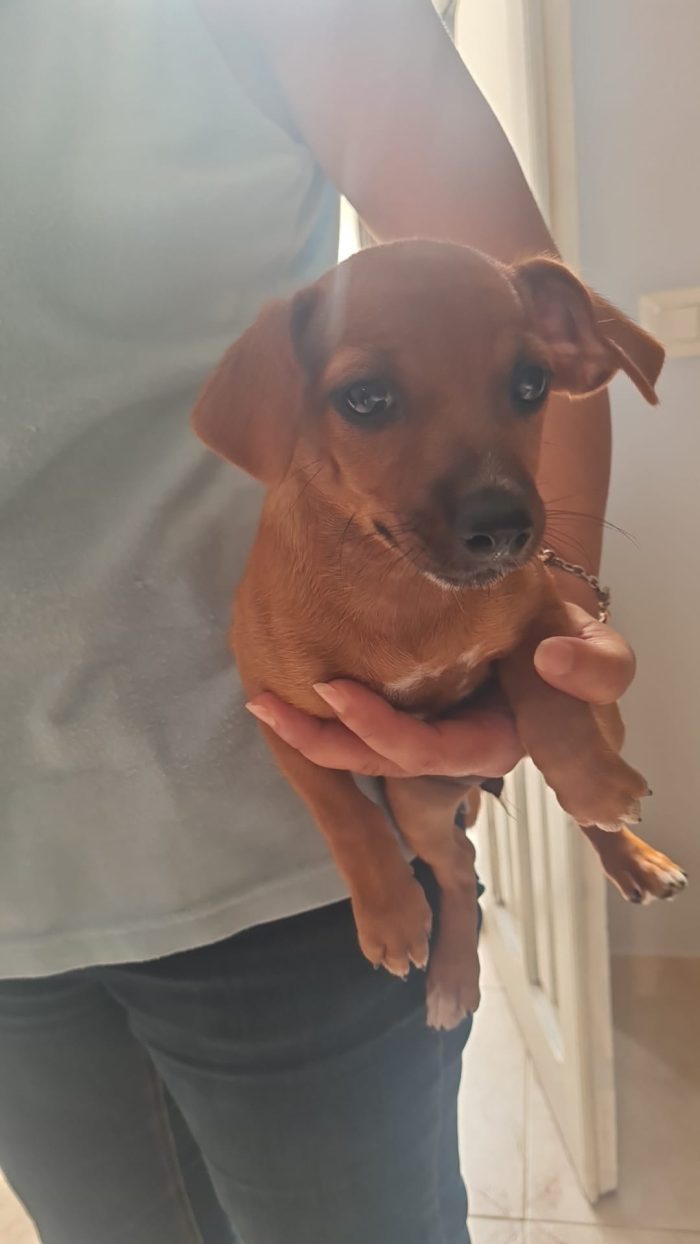 🌸CUCCIOLA LEILA CERCA LA SUA FAMIGLIA 🏠