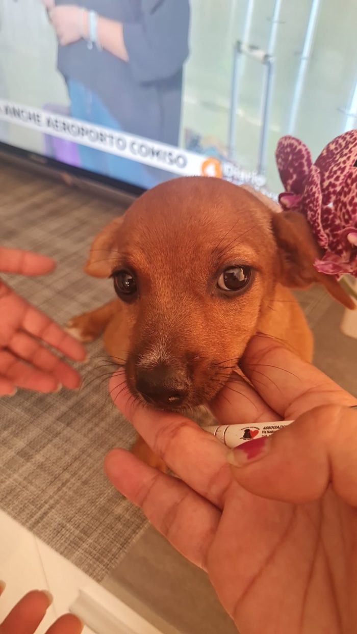 🌸CUCCIOLA LEILA CERCA LA SUA FAMIGLIA 🏠