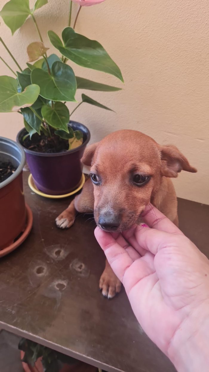 🌸CUCCIOLA LEILA CERCA LA SUA FAMIGLIA 🏠