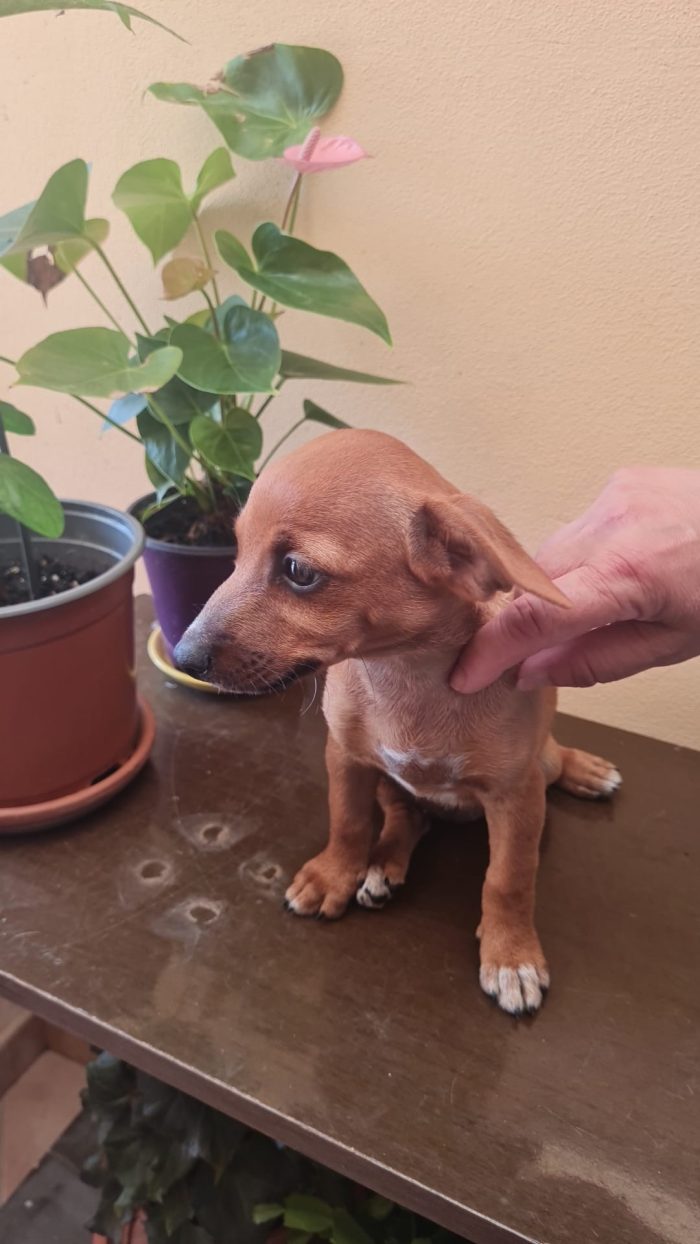 🌸CUCCIOLA LEILA CERCA LA SUA FAMIGLIA 🏠 - media 6