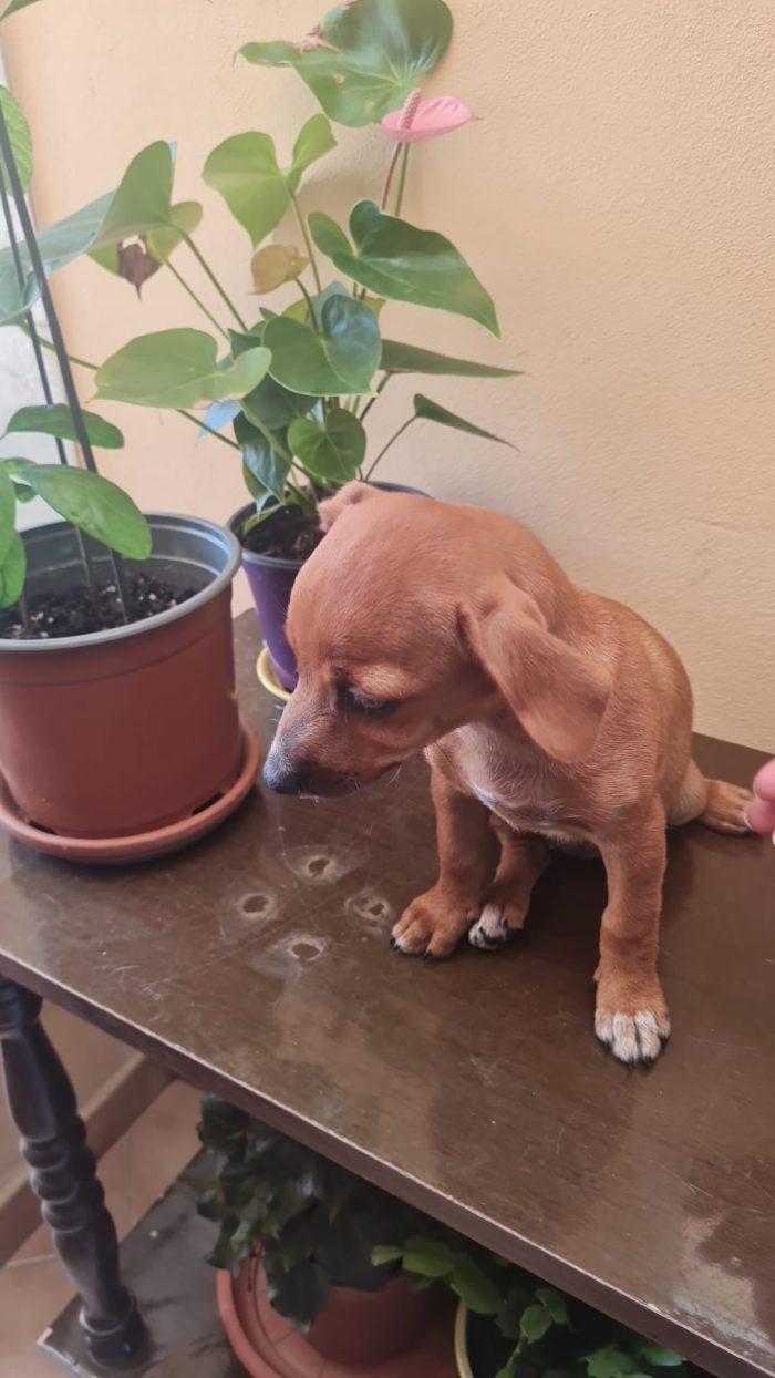 🌸CUCCIOLA LEILA CERCA LA SUA FAMIGLIA 🏠 - media 5