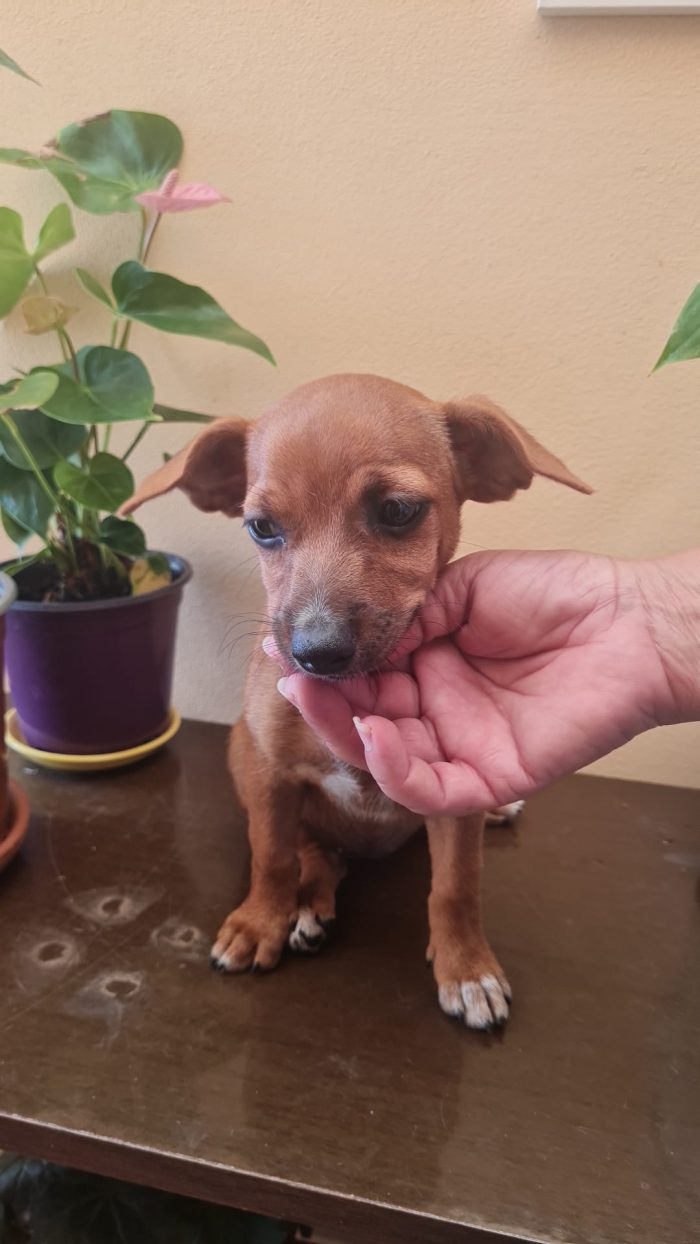 🌸CUCCIOLA LEILA CERCA LA SUA FAMIGLIA 🏠 - media 7