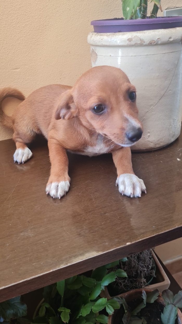 🌸LA PICCOLA LILLI CERCA LA SUA CASA 🏠