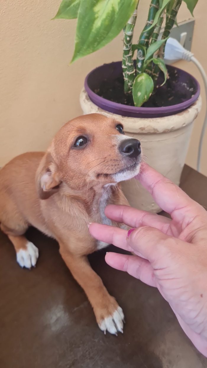🌸LA PICCOLA LILLI CERCA LA SUA CASA 🏠 - media 6