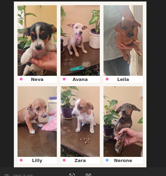 🌸LA PICCOLA LILLI CERCA LA SUA CASA 🏠 - media 7