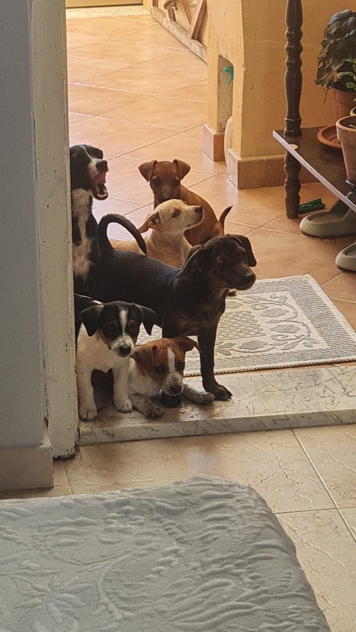 🌸LA PICCOLA LILLI CERCA LA SUA CASA 🏠 - media 8