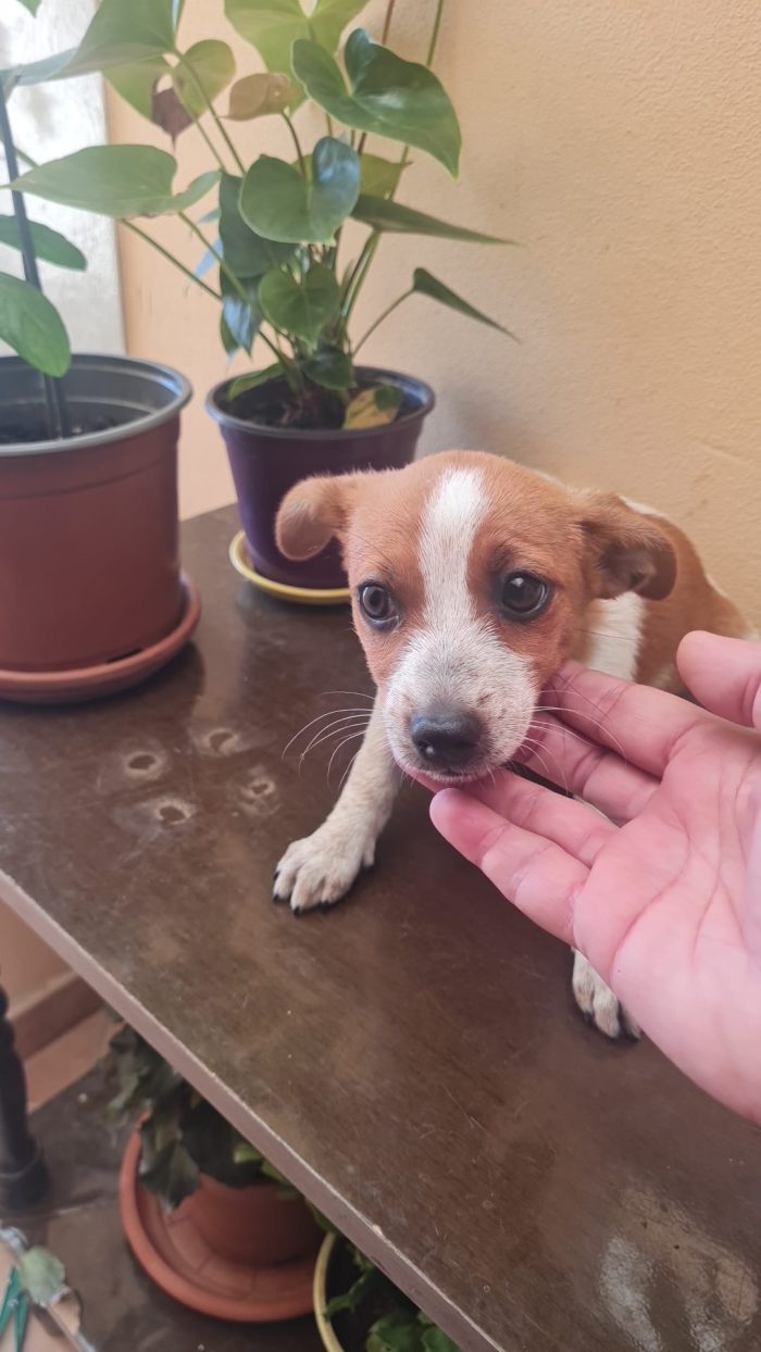 🌸CUCCIOLA ZARA CERCA LA SUA FAMIGLIA 🏠