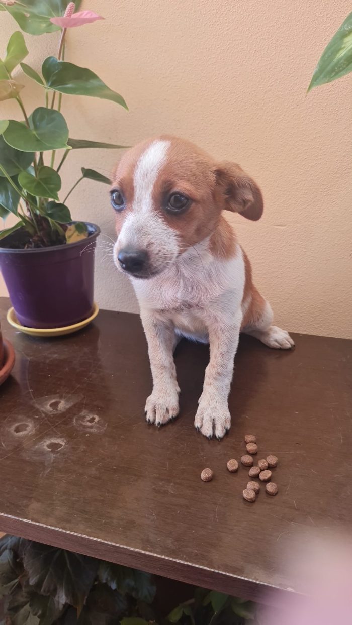 🌸CUCCIOLA ZARA CERCA LA SUA FAMIGLIA 🏠