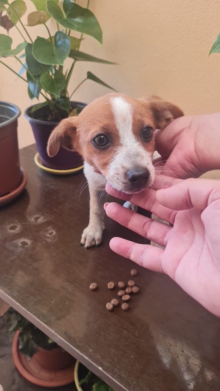 🌸CUCCIOLA ZARA CERCA LA SUA FAMIGLIA 🏠