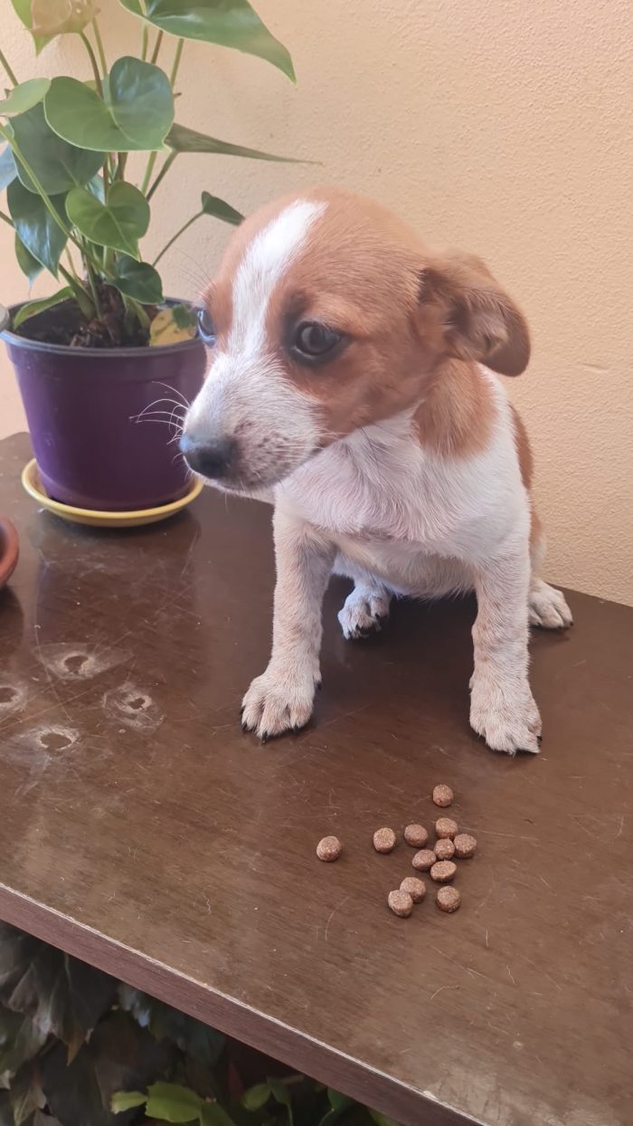 🌸CUCCIOLA ZARA CERCA LA SUA FAMIGLIA 🏠 - media 6