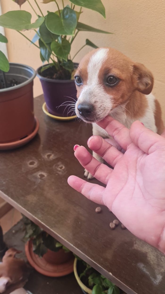 🌸CUCCIOLA ZARA CERCA LA SUA FAMIGLIA 🏠 - media 5