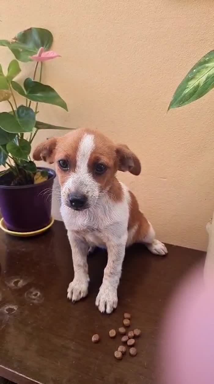 🌸CUCCIOLA ZARA CERCA LA SUA FAMIGLIA 🏠 - media 9