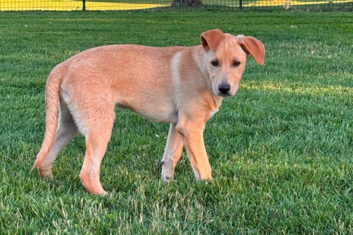 CREMINO, cucciolo timido ma affettuoso