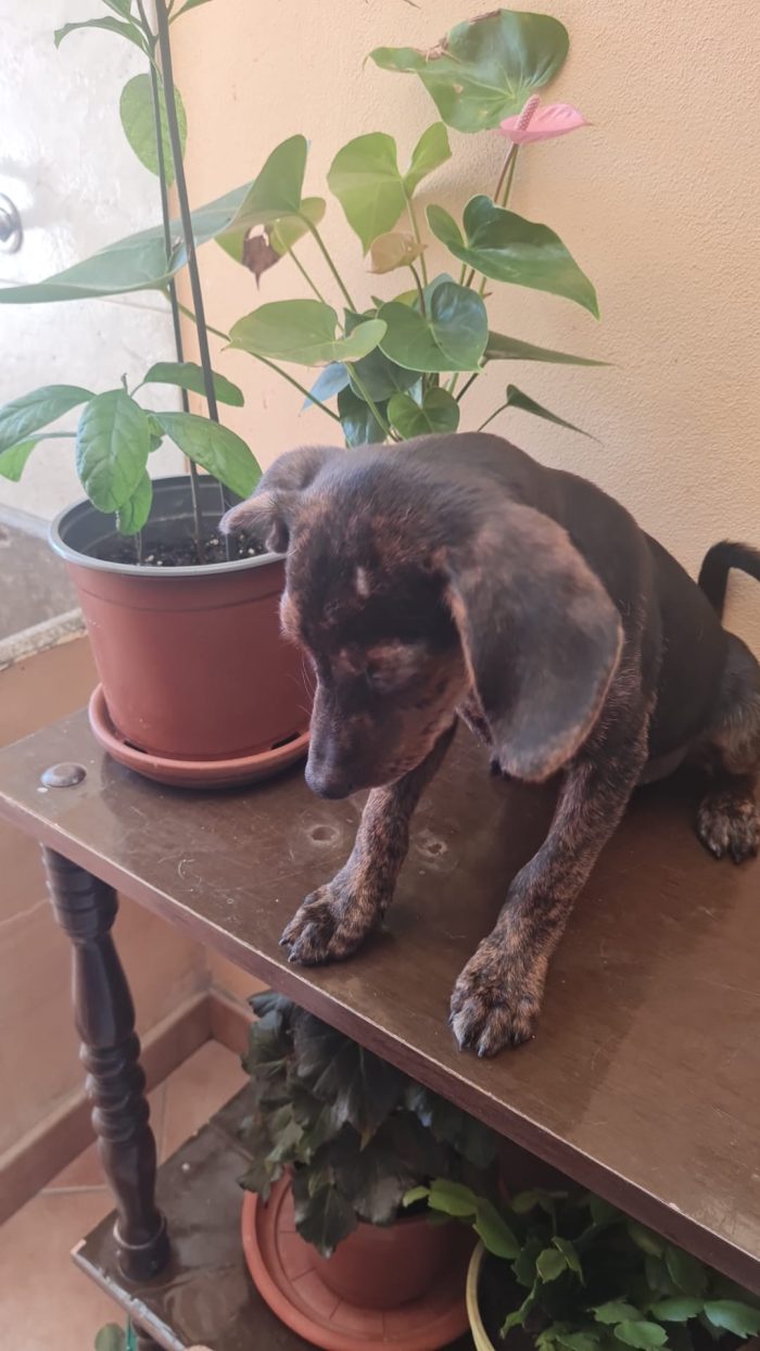 🩵 CUCCIOLO NERONE CERCA LA SUA FAMIGLIA 🏠
